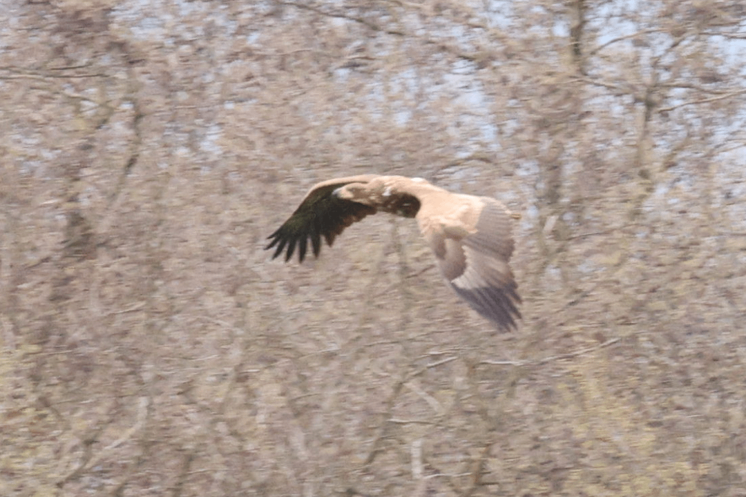 Junger Seeadler? Oder Steinadler? Aufgenommen 15.4. In der Lausitz Ost Deutschland
