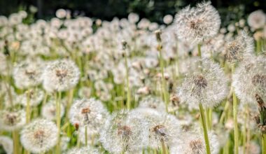 Pusteblumenfeld in der Sonne