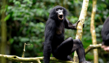 Bonobo Speak In Whistles That Have Incredible Compositional Similarities With Human Language