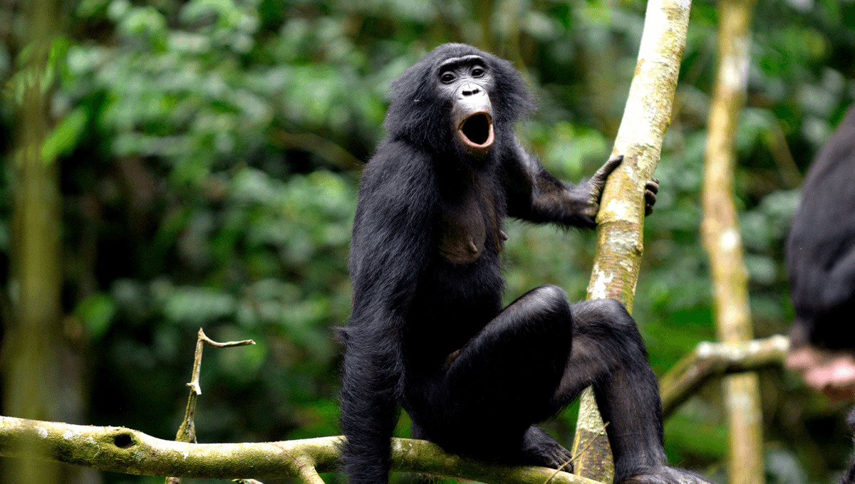 Bonobo Speak In Whistles That Have Incredible Compositional Similarities With Human Language