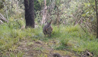 Bush 'on life support' as war on wallabies ramps up in Rotorua