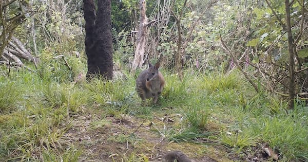 Bush 'on life support' as war on wallabies ramps up in Rotorua