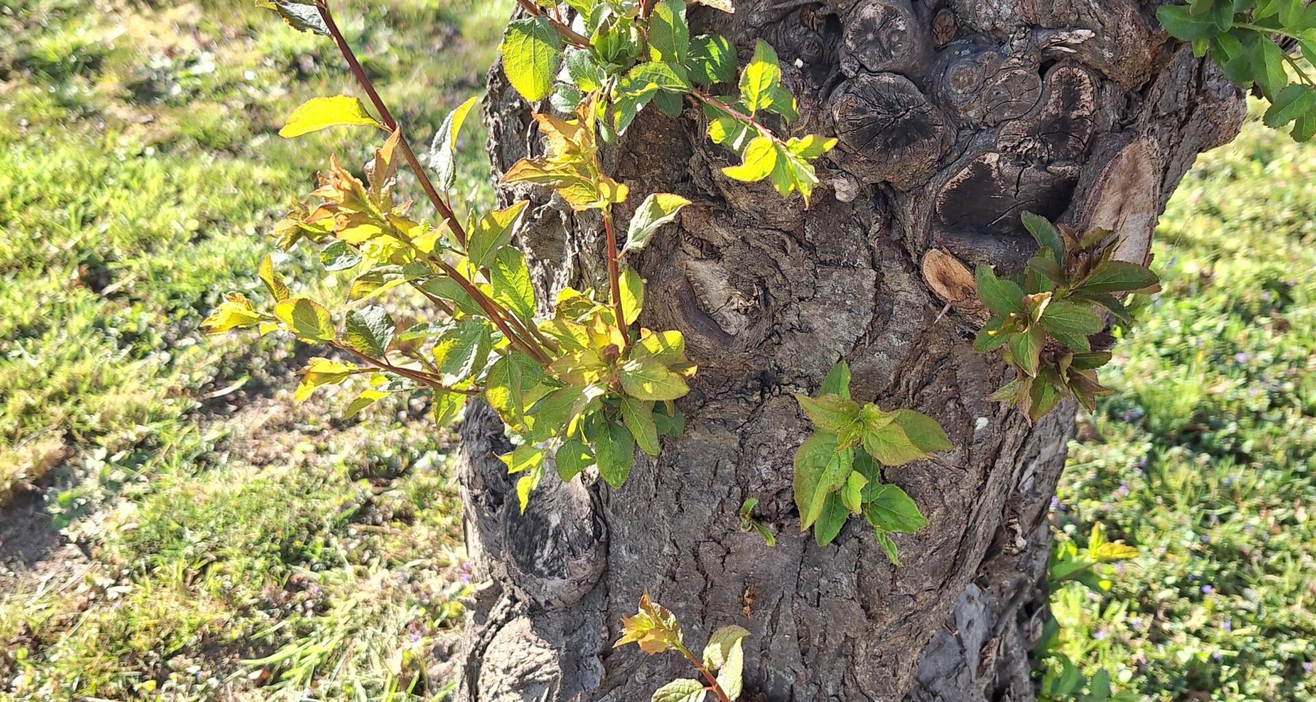 Wann Stockausschlag Pflaumenbaum ausreißen?