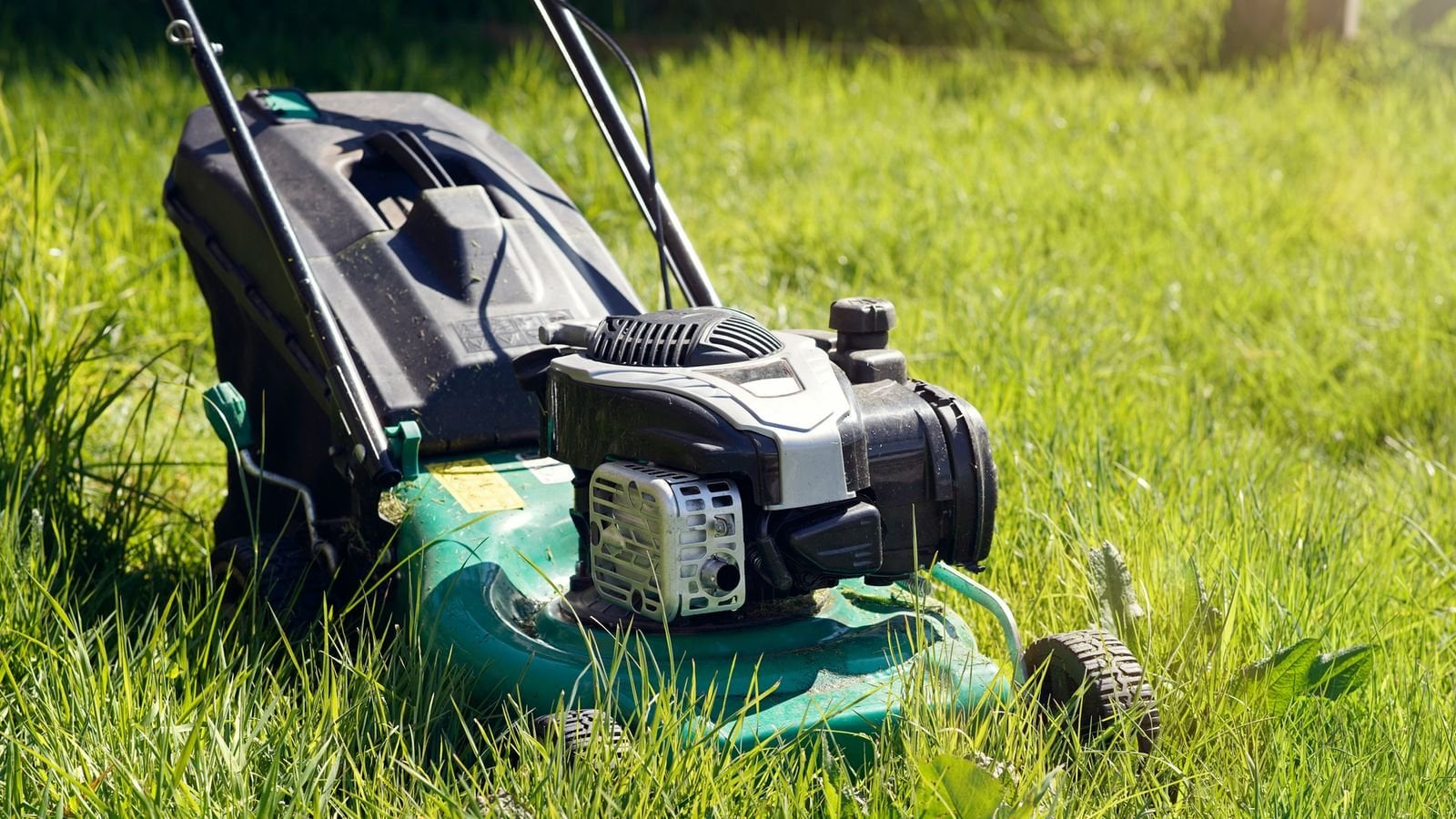 Britons urged to stop mowing lawns to boost butterfly numbers 'in long-term decline'