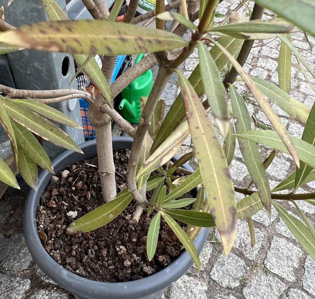 Was hat mein Oleander?