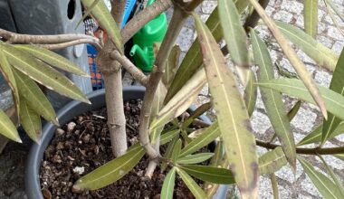 Was hat mein Oleander?