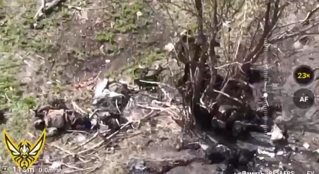 NSFW: The tree of death. Russian soldiers taken out by drone operators of 3rd Special Purpose Regiment. Pokrovsk direction. April 2025