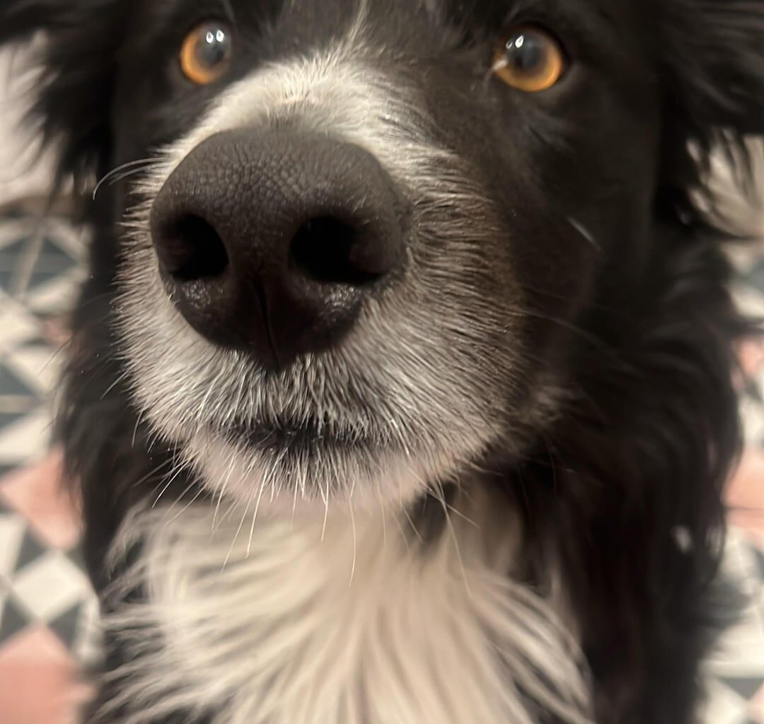 Missing Dog Cranfield/ Kilkeel Area.