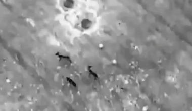 Ukraine uses drone to chase deer from RU mines