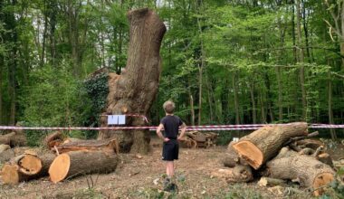Toby Carvery hacks down ‘irreplaceable’ 500-year-old oak tree