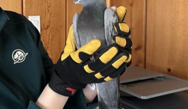 Racing pigeon from Spain has rare journey to Canada after wrong turn in Mediterranean