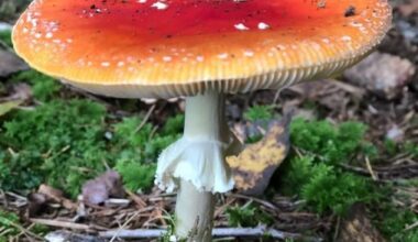 Schöner Fliegenpilz