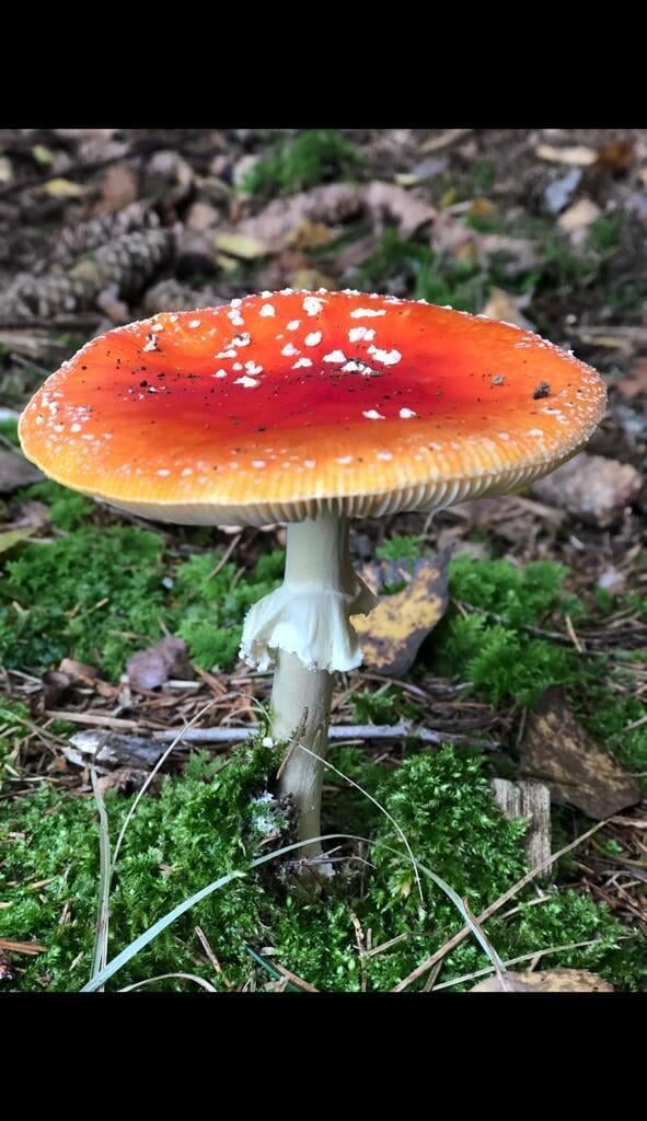 Schöner Fliegenpilz