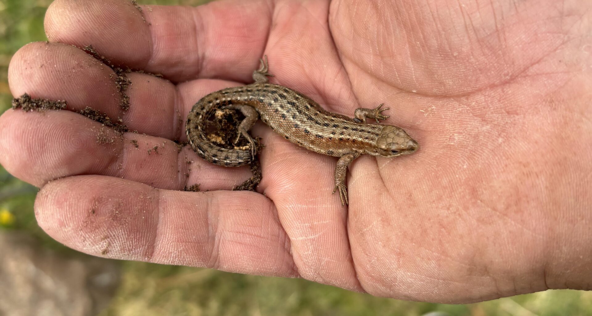 Viviparous lizard
