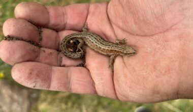 Viviparous lizard