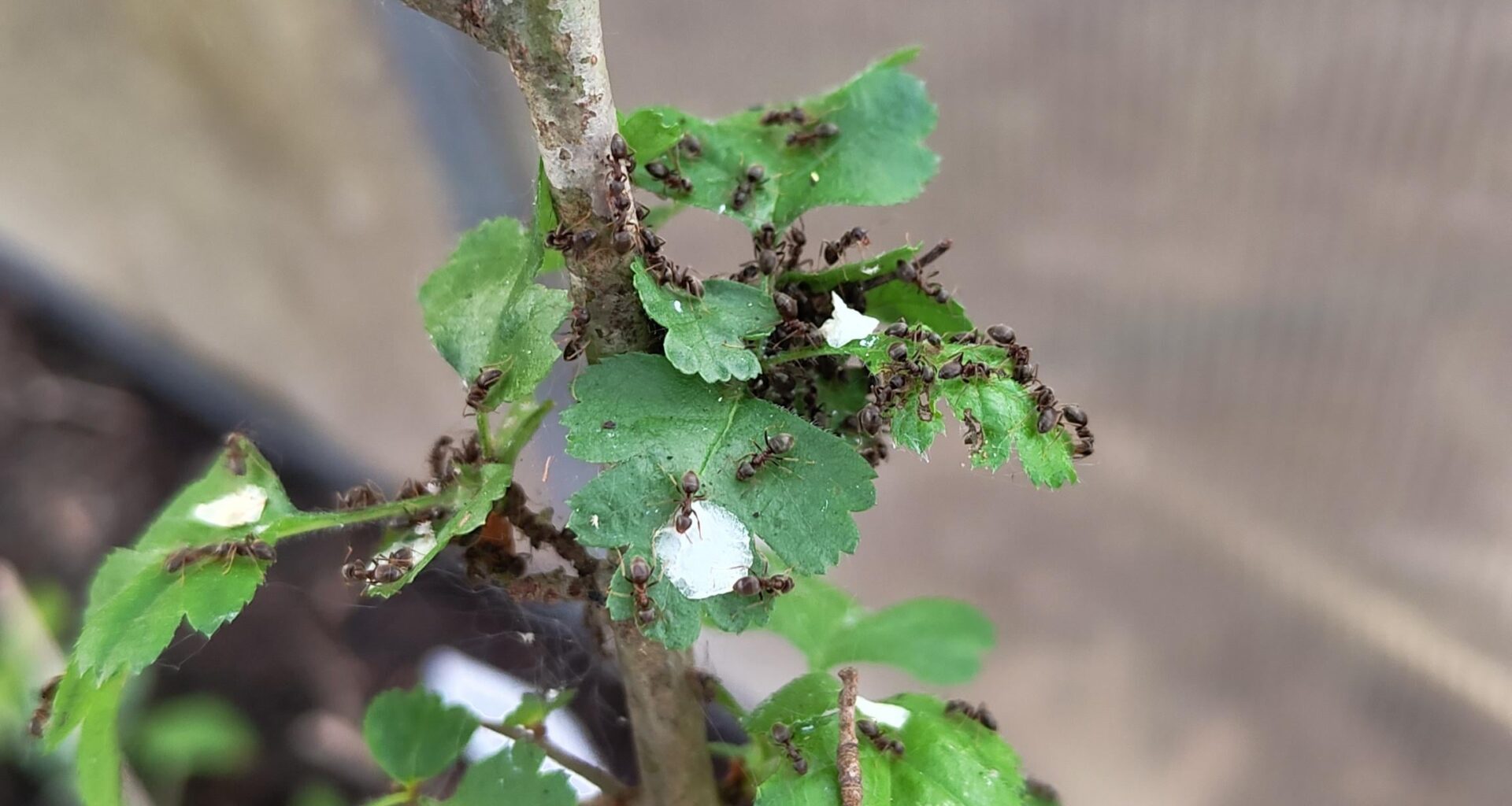 Was machen meine Gewächshaus-Ameisen an diesem Weißdorn, den ich heute eingestellt habe?