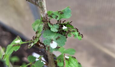 Was machen meine Gewächshaus-Ameisen an diesem Weißdorn, den ich heute eingestellt habe?