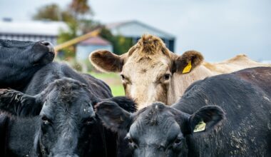 Hungary and Slovakia circulate unconfirmed version of foot-and-mouth outbreak, pointing to bioterrorism