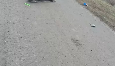 “Those Ukrainians burn our vehicles. This happens almost every day. For some of us, there’s just nothing left to drive with.” Complaints of a russian soldier as he walks by one of his destroyed bread loafs.