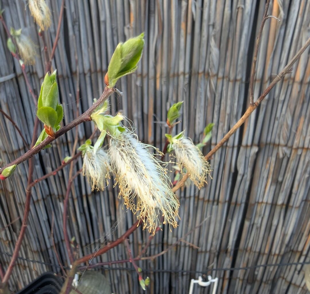 Was ist das für ein Baum/Pflanze?