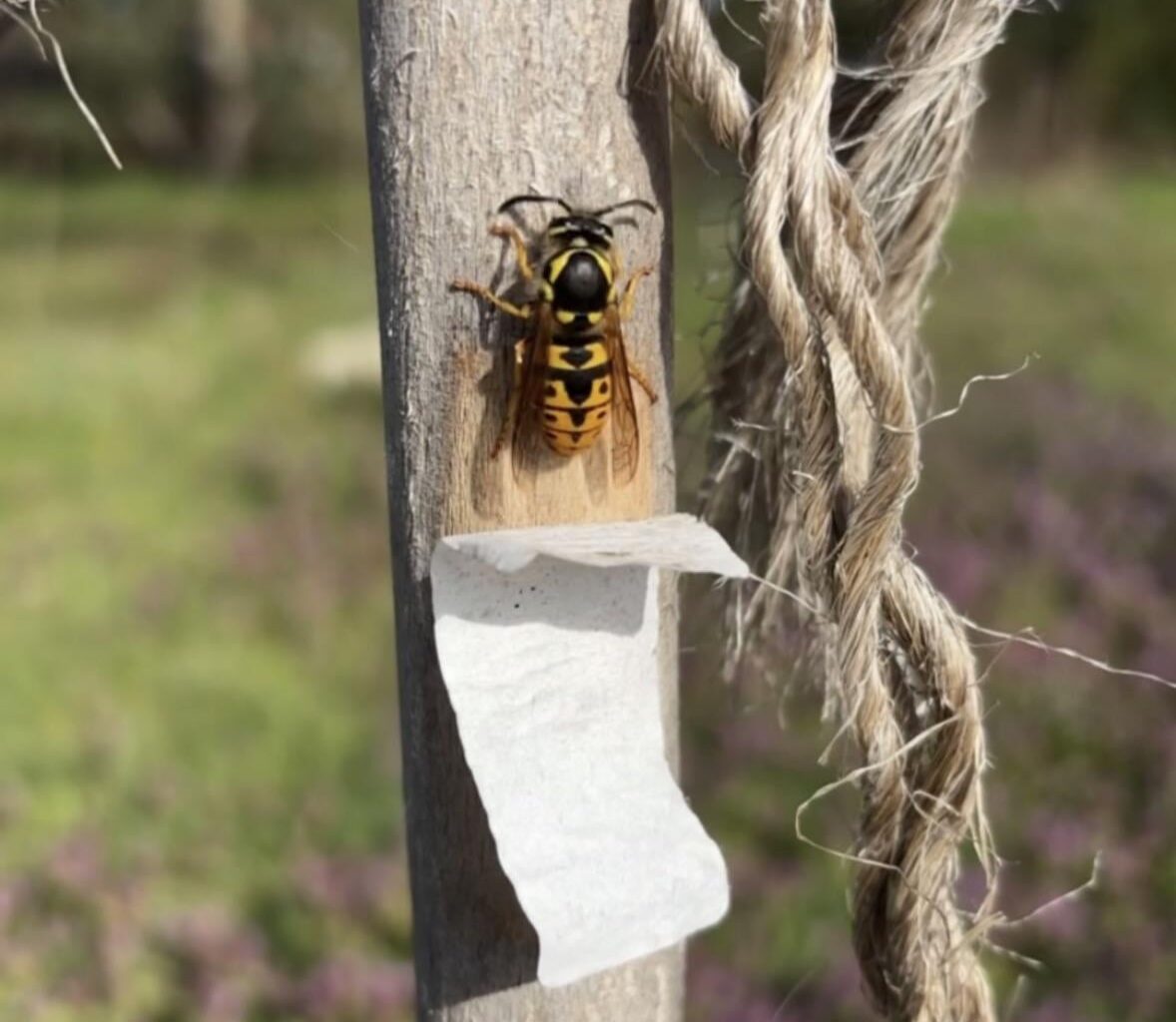 Wer ist da am Holz knabbern für den Nestbau?