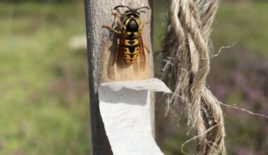Wer ist da am Holz knabbern für den Nestbau?