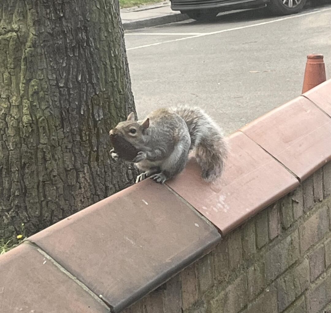 Your chances of meeting a gentrified squirrel are slim, but never impossible.