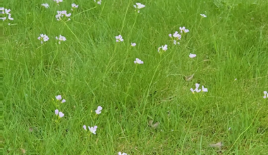Etwas Liebe für Wiesenschaumkraut