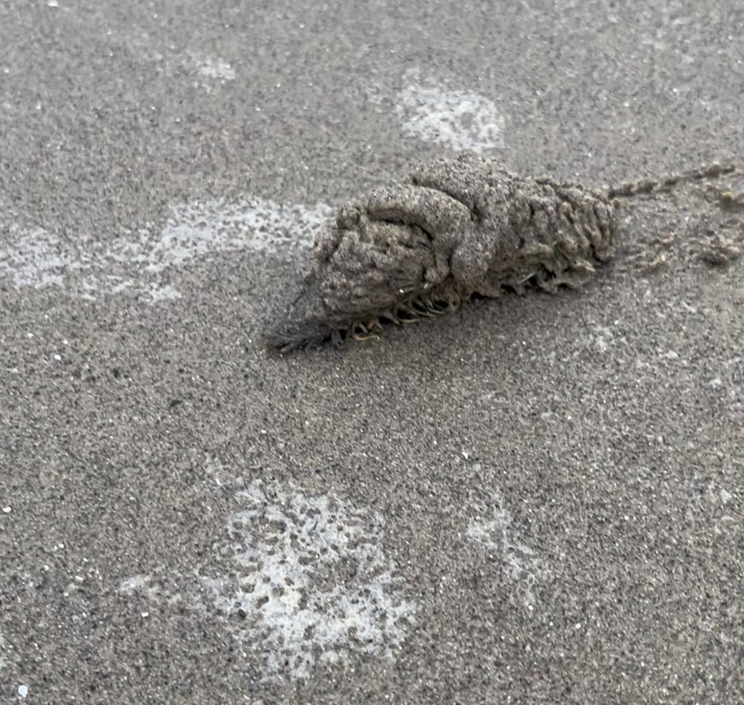 Unidentified Creature