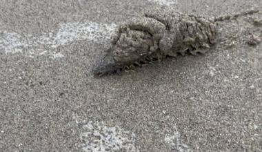 Unidentified Creature