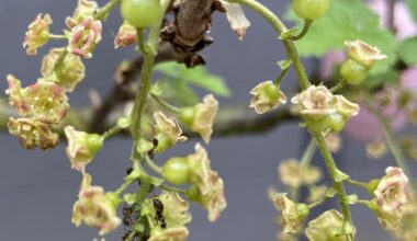Update: Ameisen auf Obstbäumen - schlecht?