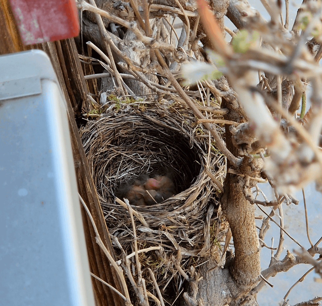 Die ersten Amseln sind geschlüpft!