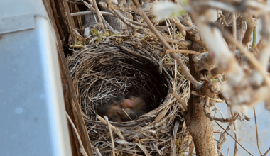 Die ersten Amseln sind geschlüpft!