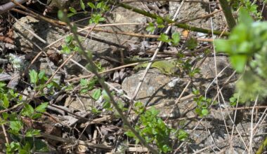 Eidechsen beim Sonnen