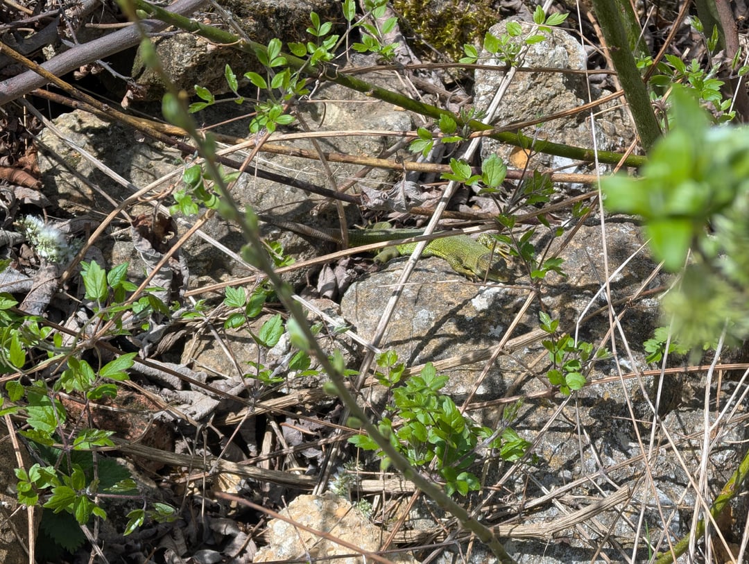 Eidechsen beim Sonnen