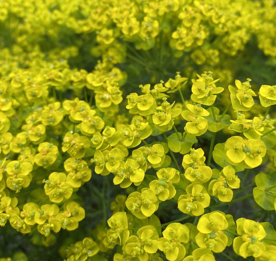 Zypressen Wolfsmilch 🌱💚