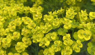 Zypressen Wolfsmilch 🌱💚