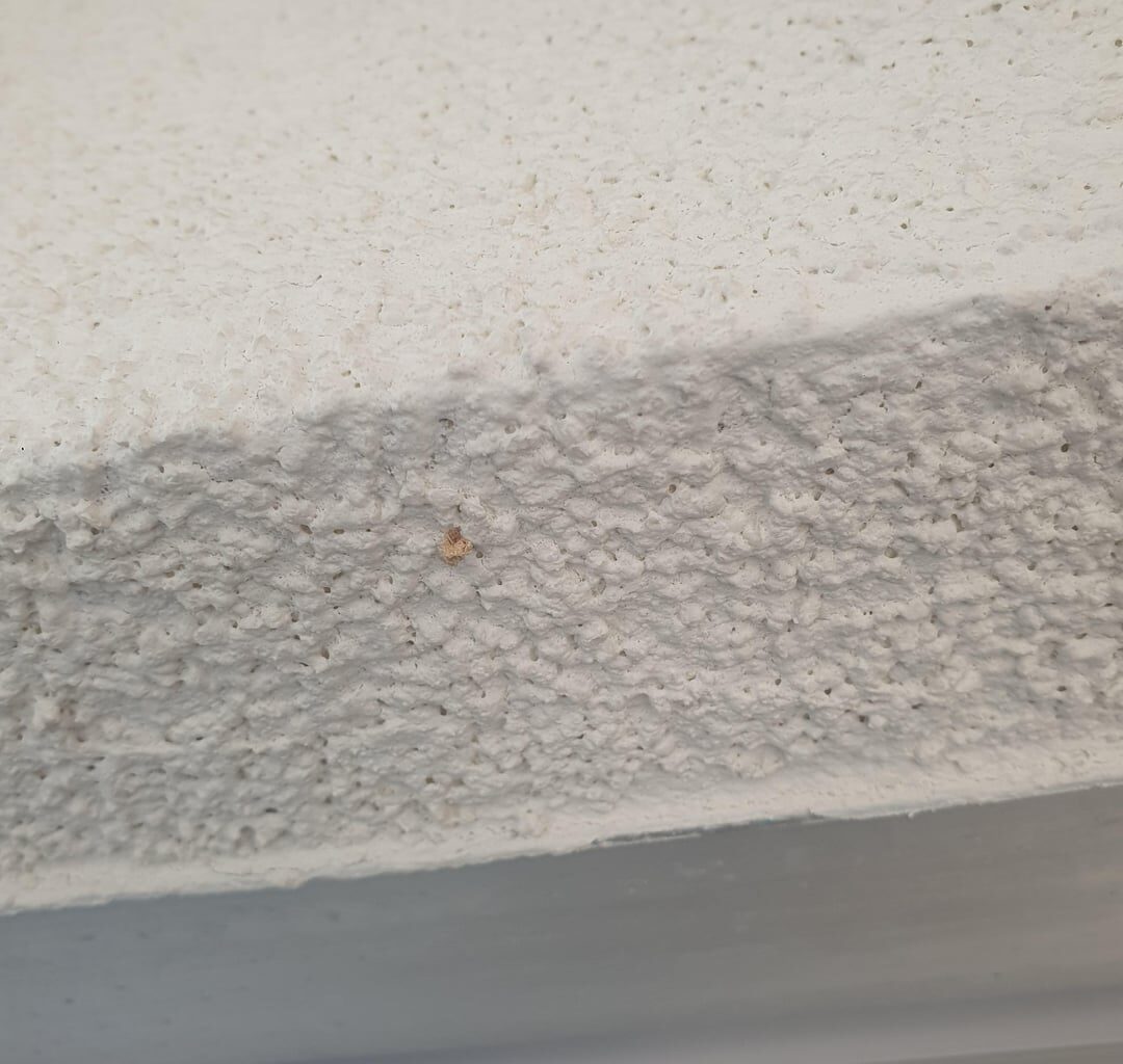 Asiatische Hornisse baut Nest - Was ist zu tun/ Erfahrungen?