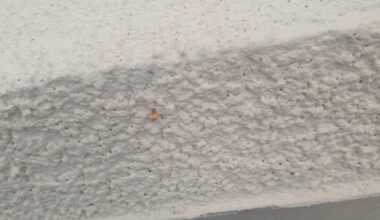 Asiatische Hornisse baut Nest - Was ist zu tun/ Erfahrungen?