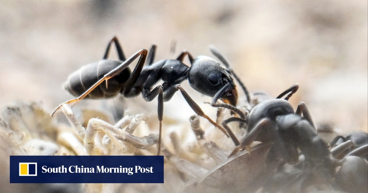Aggressive ants in Germany threaten buildings, technical infrastructure