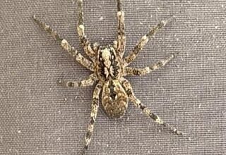 Was leben auf meinem Balkon