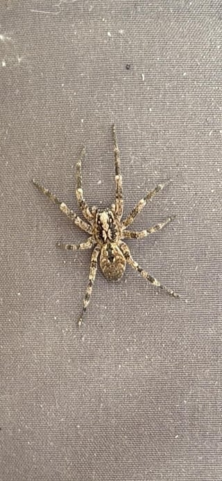 Was leben auf meinem Balkon