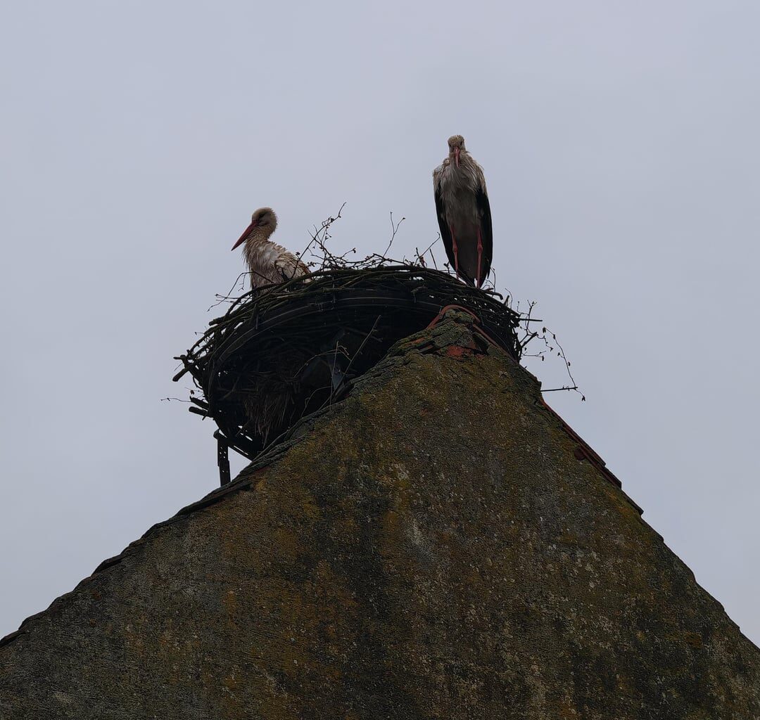Nach Jahren endlich wieder ein Storchenpärchen eingezogen.