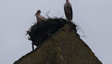Nach Jahren endlich wieder ein Storchenpärchen eingezogen.