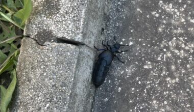 Wer hat mir hier aufgelauert?