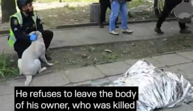 Dog refuses to leave body of owner killed by Russia