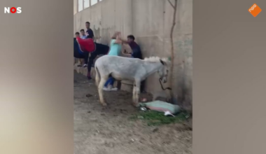 Dutch woman takes on Egyptian man who beats a donkey