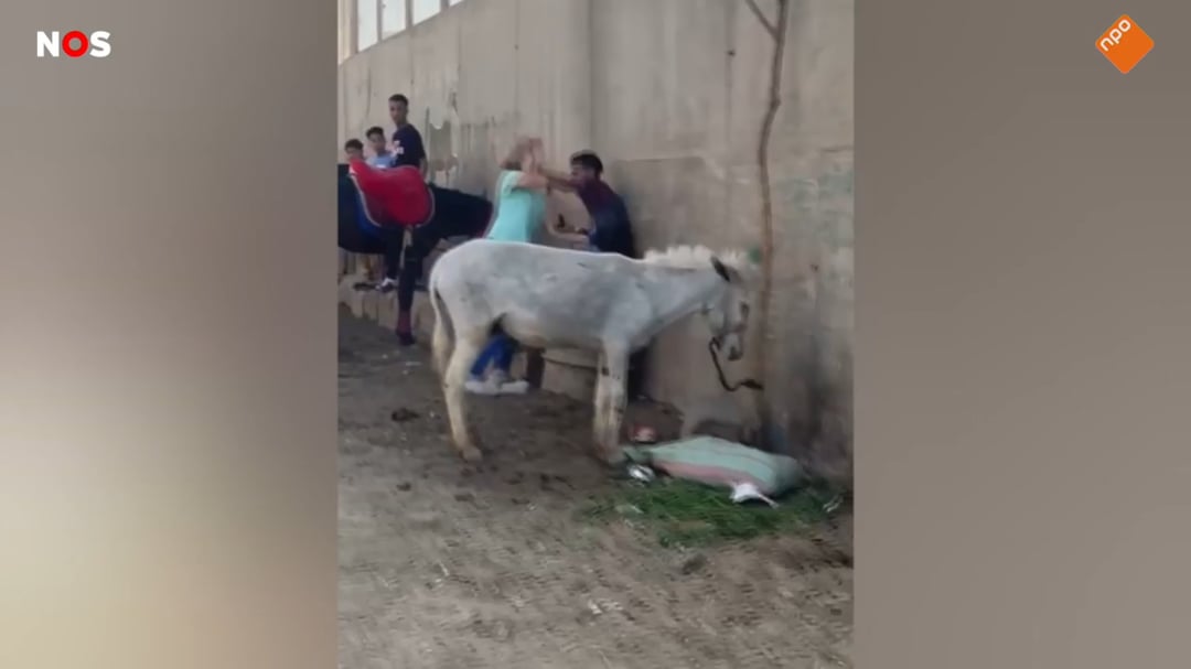 Dutch woman takes on Egyptian man who beats a donkey