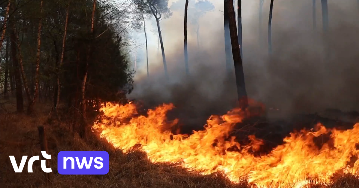 Grote bosbrand net over Nederlandse grens, meer dan honderd brandweerlieden ingezet