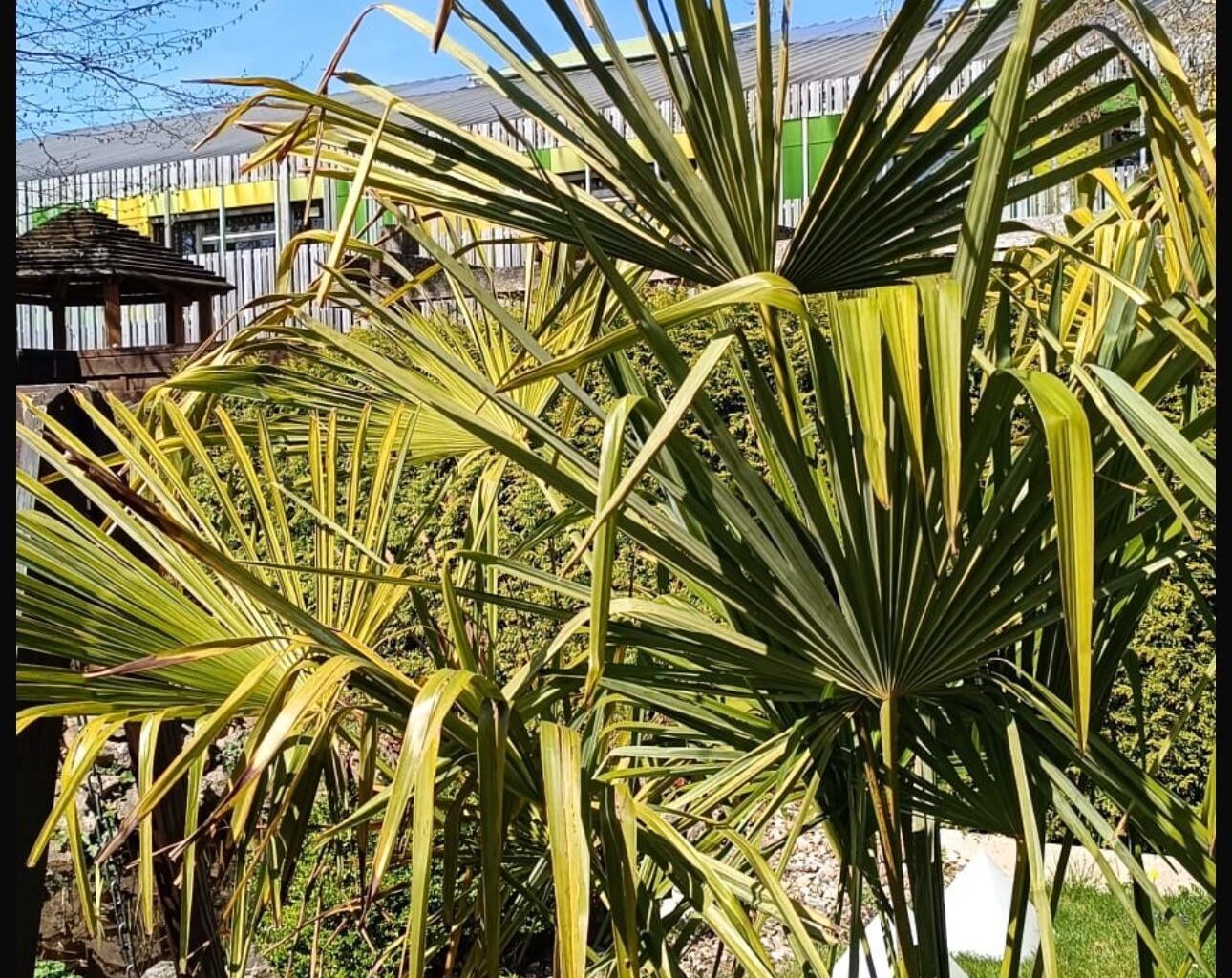 Es bringt mich auf die Palme.